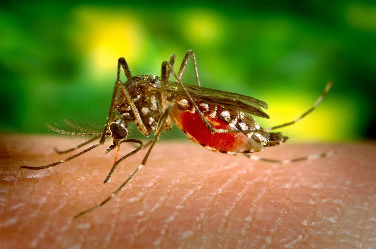 Top 9 Innovative Methods to Control Mosquito Population in Your Backyard