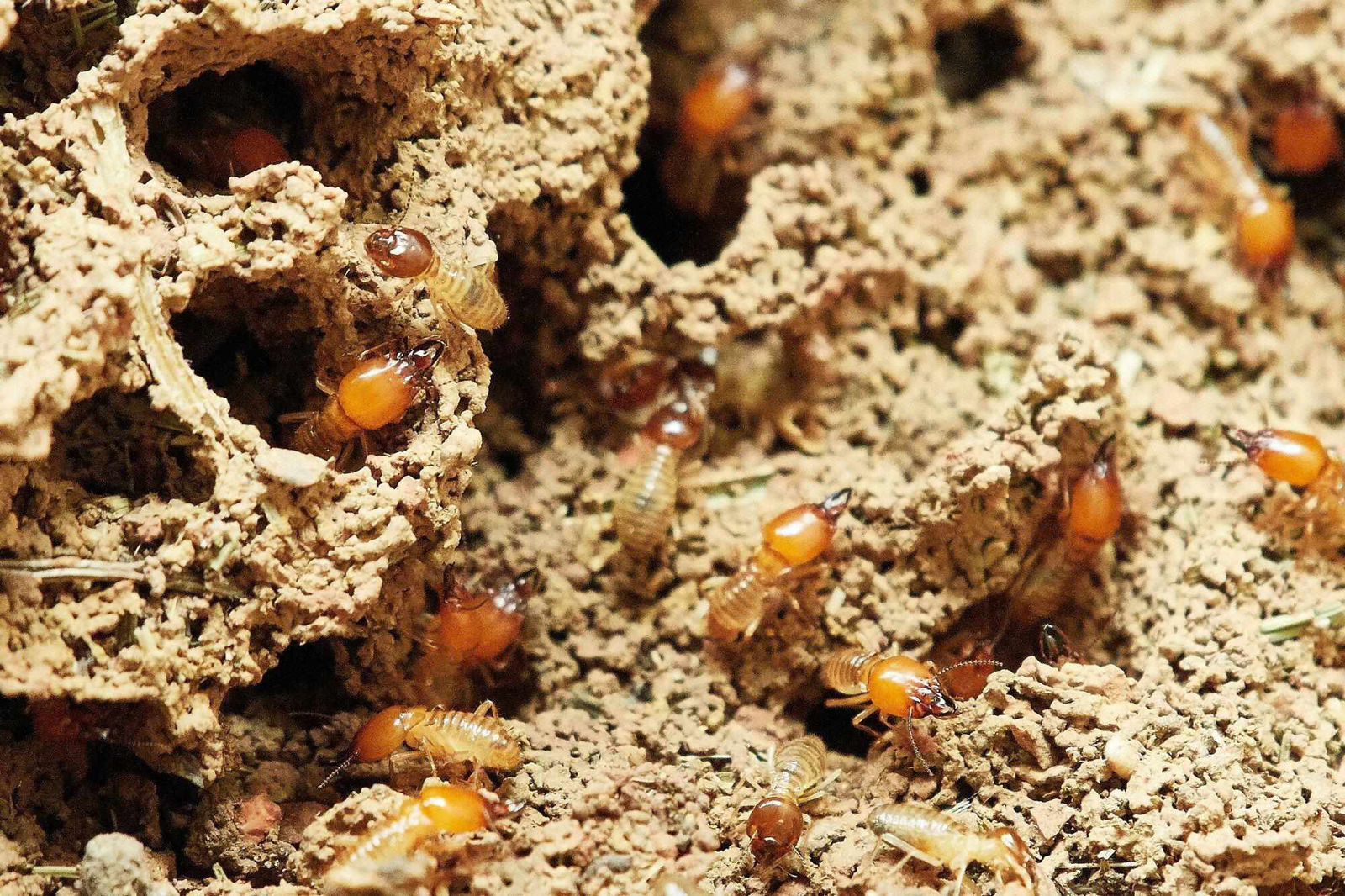 The Ultimate Guide to Termite Control: Methods, Costs, and Prevention