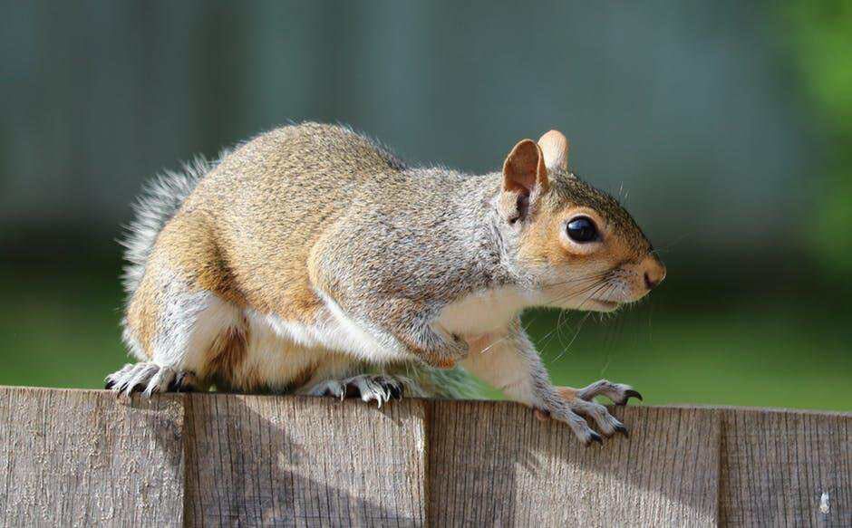 Understanding the Risks Posed by Squirrel Infestation in Your Home