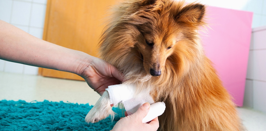 Pet Limping or Injured? How Urgent Care Can Help