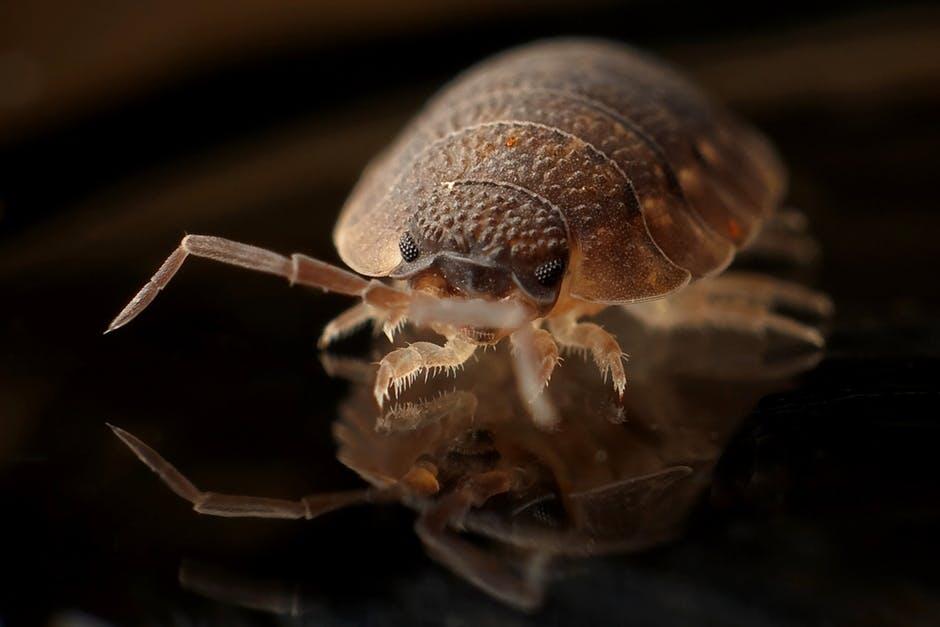 bed bug control